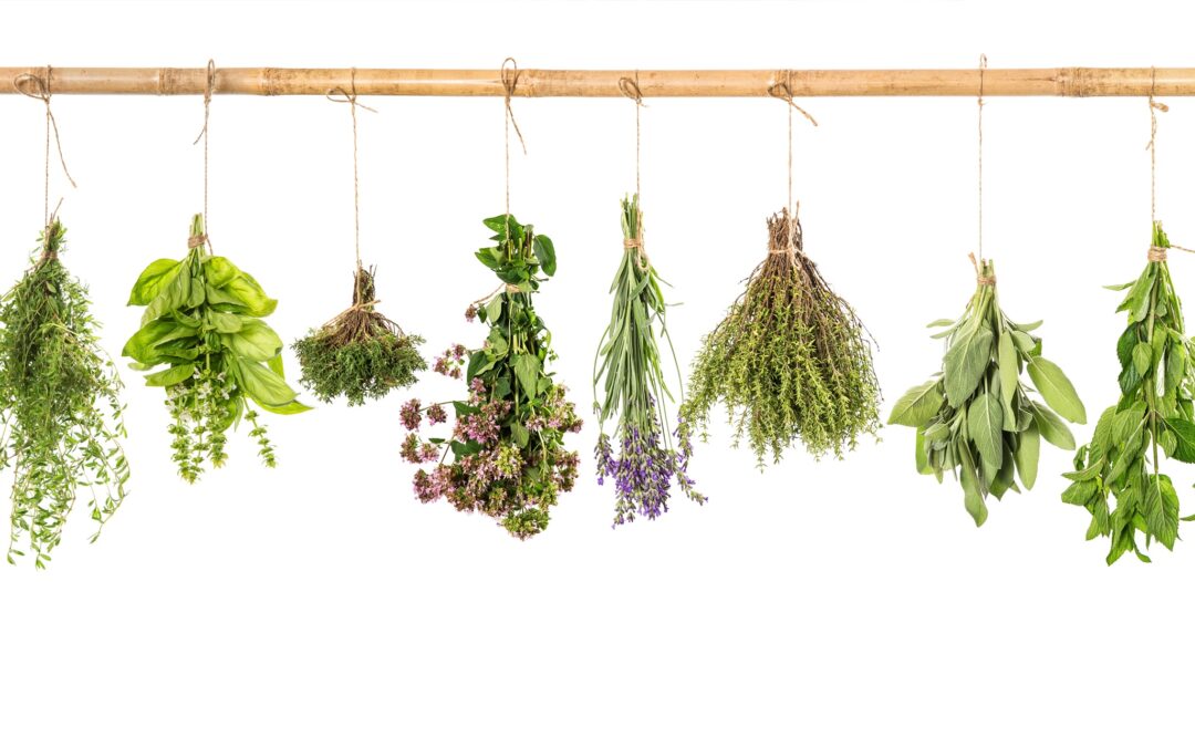 Smaakmakers uit de Italiaanse keuken: Basilicum