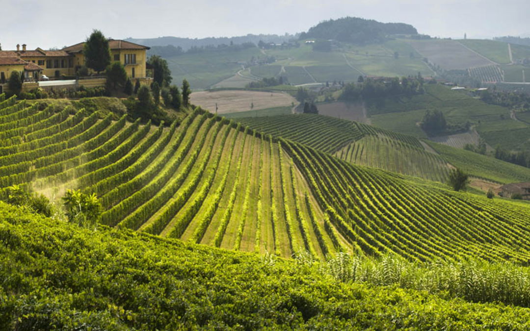 Wijn per regio: Piemonte