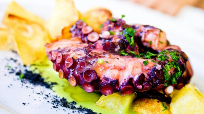octopus